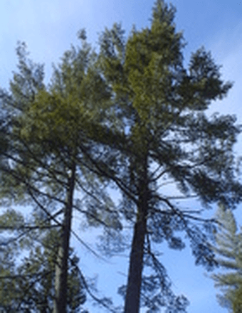 Melville  Floyd Love Obituary