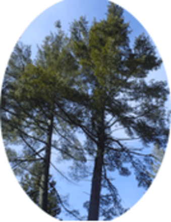 Delbert Harold Gibson Obituary