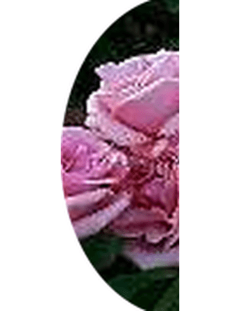 Frances Josephine Dickson  (Hollywood) Beattie Obituary