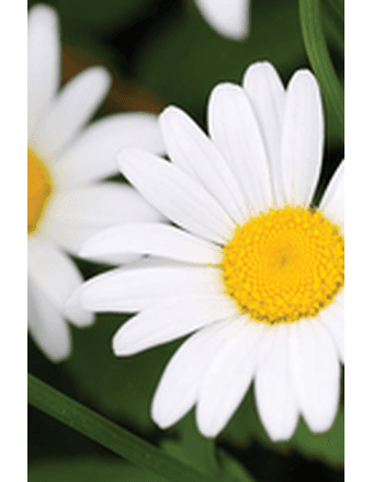 Penny  Lynne (Coyle) Macdonald Obituary