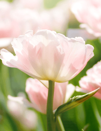 Irene Harris Obituary