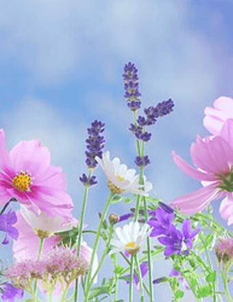 Theresa Evelyn Somerville Obituary